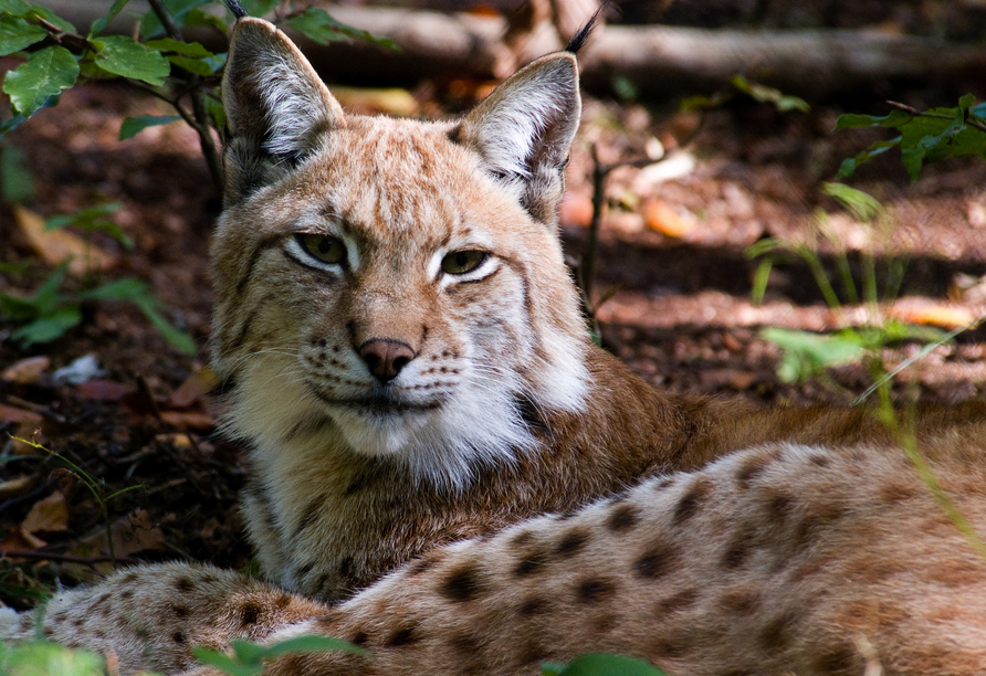 Im Wildkatzen-Erlebniszentrum in Bad Harzburg können Sie sich auf die scheuen Jäger der Nacht freuen.