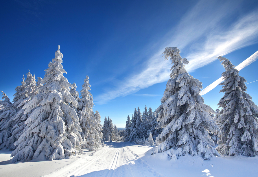 Ihr Hotel bietet den idealen Ausgangspunkt für ausgedehnte Wanderungen im Harz.