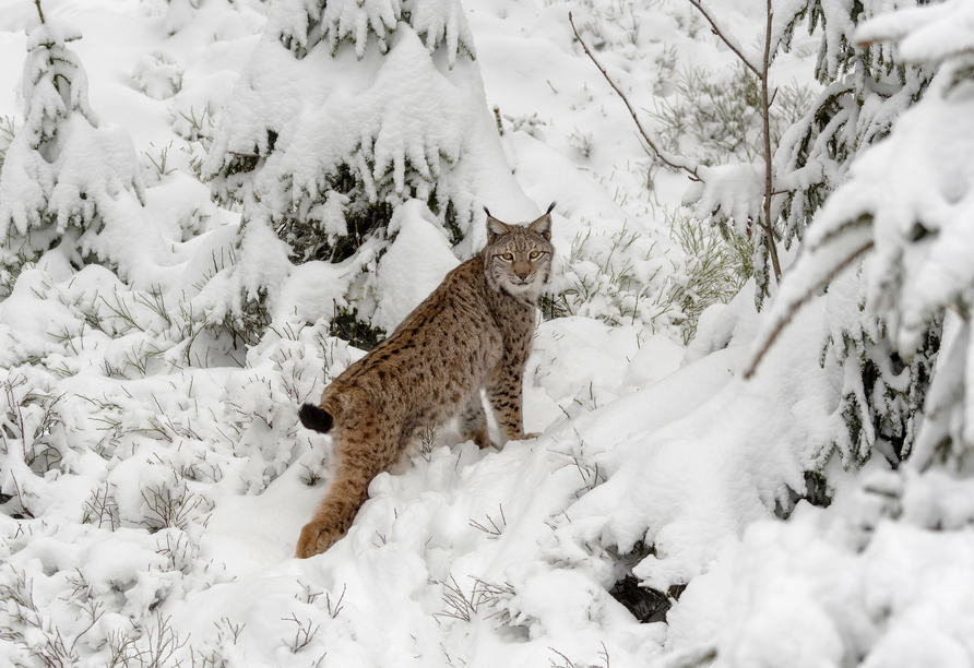 Im Wildkatzen-Erlebniszentrum in Bad Harzburg können Sie sich auf die scheuen Jäger der Nacht freuen.