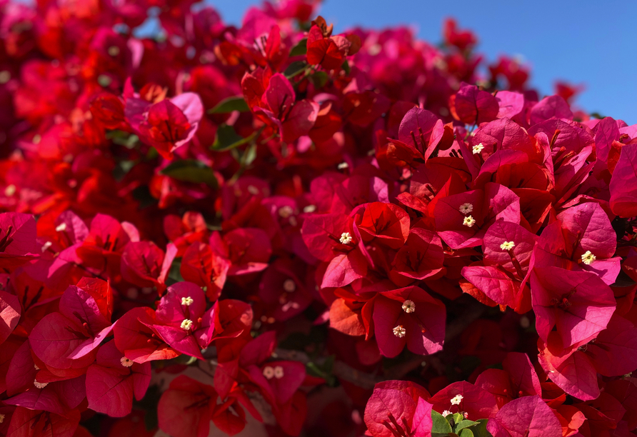 Die auf Teneriffa weit verbreitete Blume Bougainvillea ist wunderschön anzusehen.