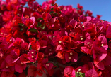 Die auf Teneriffa weit verbreitete Blume Bougainvillea ist wunderschön anzusehen.