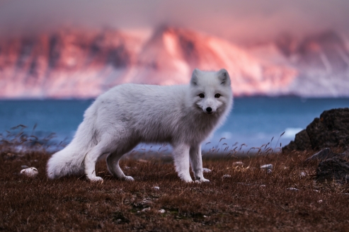 Polarfuchs in Südspitzbergen vor einer Kulisse aus Bergen und Meer.