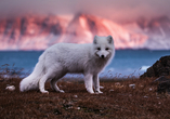 Polarfuchs in Südspitzbergen vor einer Kulisse aus Bergen und Meer.
