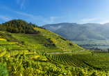Kombinieren Sie Ihre Reise in Melk mit einer Weinprobe. Die Region Wachau ist für ihre vielen Weinterrassen bekannt.