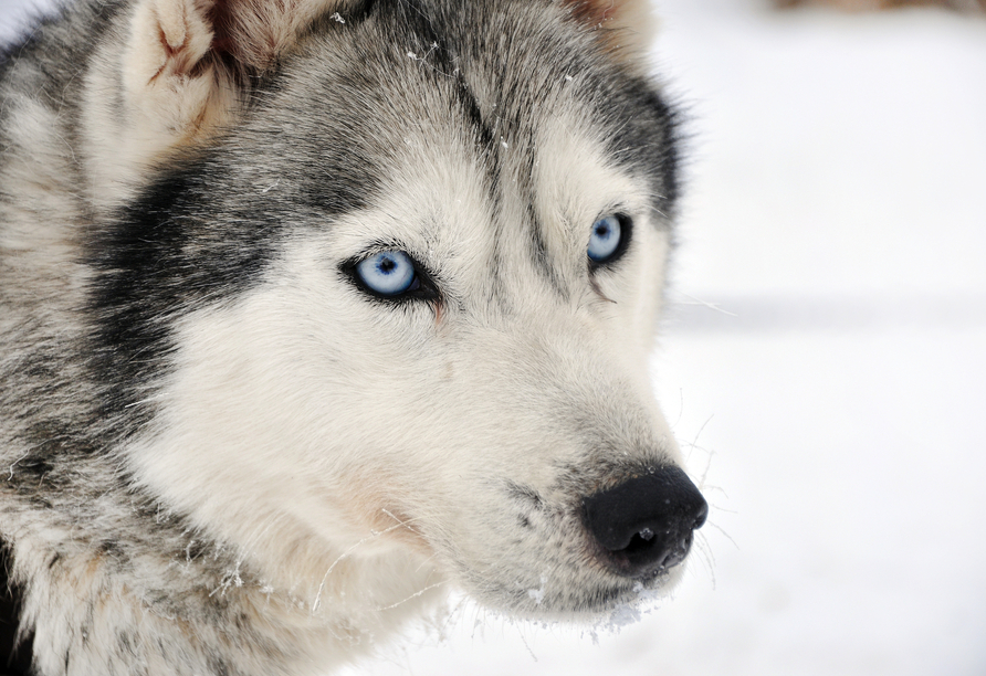 Longyearbyen ist bekannt für seine vielen Huskyfarmen.