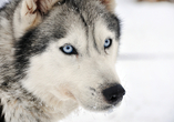 Longyearbyen ist bekannt für seine vielen Huskyfarmen.