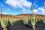 Sie lernen die heilenden Kräfte der Aloe Vera auf einer lokalen Finca kennen.