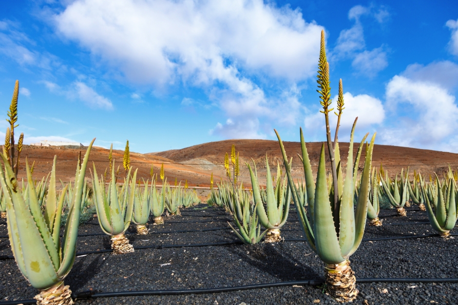 Sie lernen die heilenden Kräfte der Aloe Vera auf einer lokalen Finca kennen.
