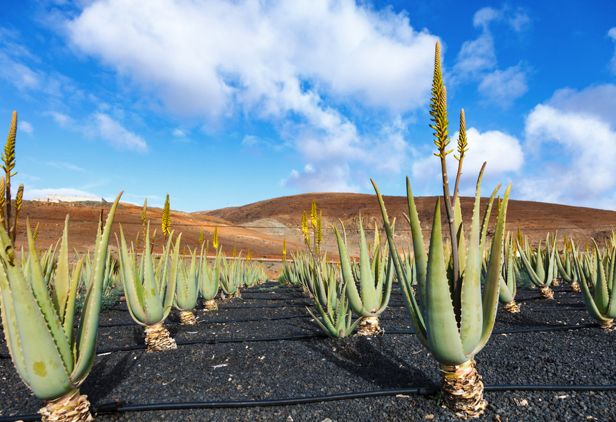 Sie lernen die heilenden Kräfte der Aloe Vera auf einer lokalen Finca kennen.