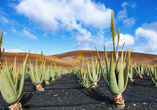 Sie lernen die heilenden Kräfte der Aloe Vera auf einer lokalen Finca kennen.