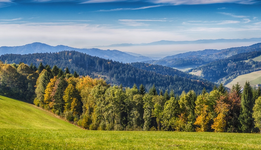 Auch der nahegelegene Schwarzwald bietet sich für aufregende Wanderungen an.