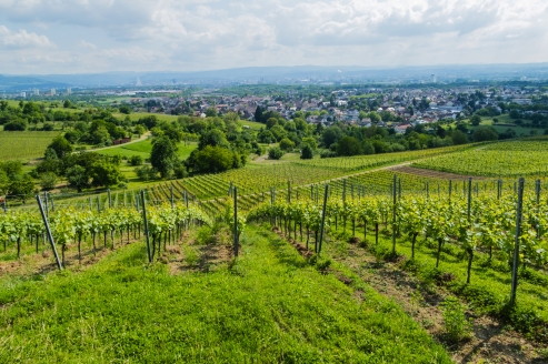 Die wunderschöne Umgebung um Weil am Rhein und Haltingen