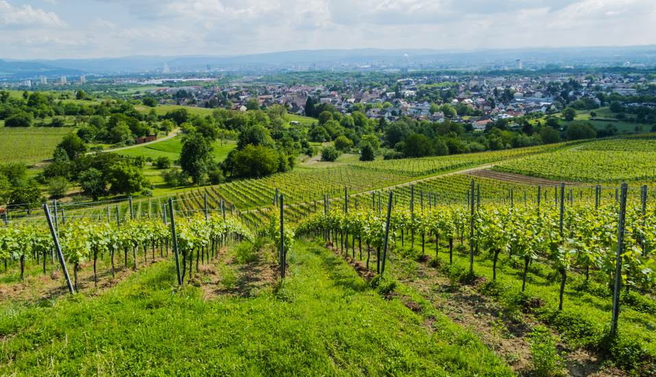 Die wunderschöne Umgebung um Weil am Rhein und Haltingen