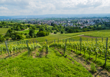 Die wunderschöne Umgebung um Weil am Rhein und Haltingen