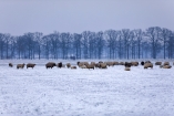 Vielleicht begegnen Sie bei einem Spaziergang durch die Lüneburger Heide den Heidschnucken?