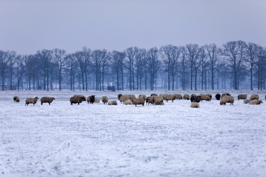 Vielleicht begegnen Sie bei einem Spaziergang durch die Lüneburger Heide den Heidschnucken?