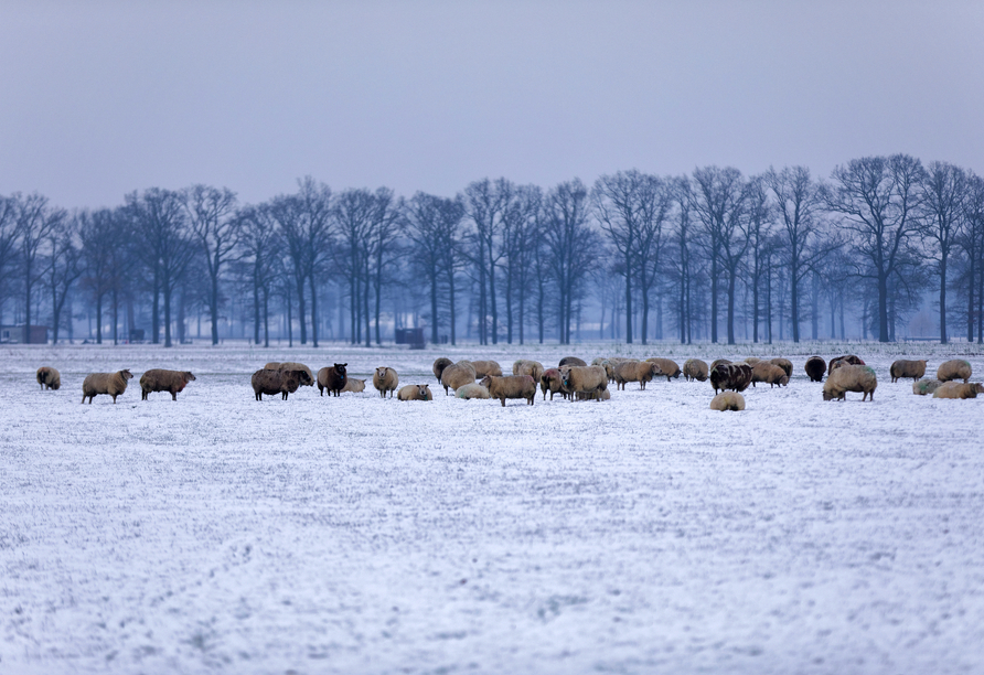 Vielleicht begegnen Sie bei einem Spaziergang durch die Lüneburger Heide den Heidschnucken?