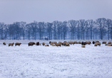 Vielleicht begegnen Sie bei einem Spaziergang durch die Lüneburger Heide den Heidschnucken?