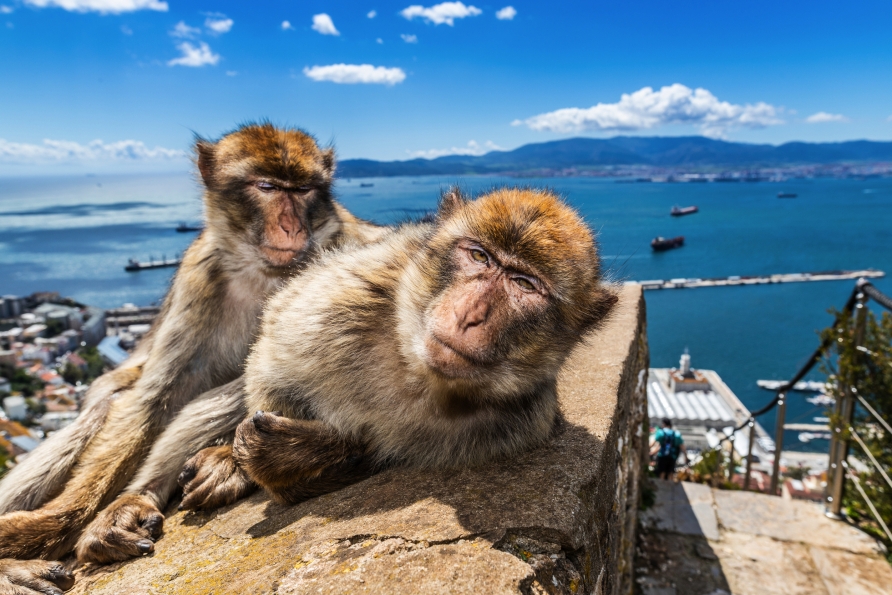 Berberaffen am Felsen von Gibraltar – frech, fotogen und faszinierend.