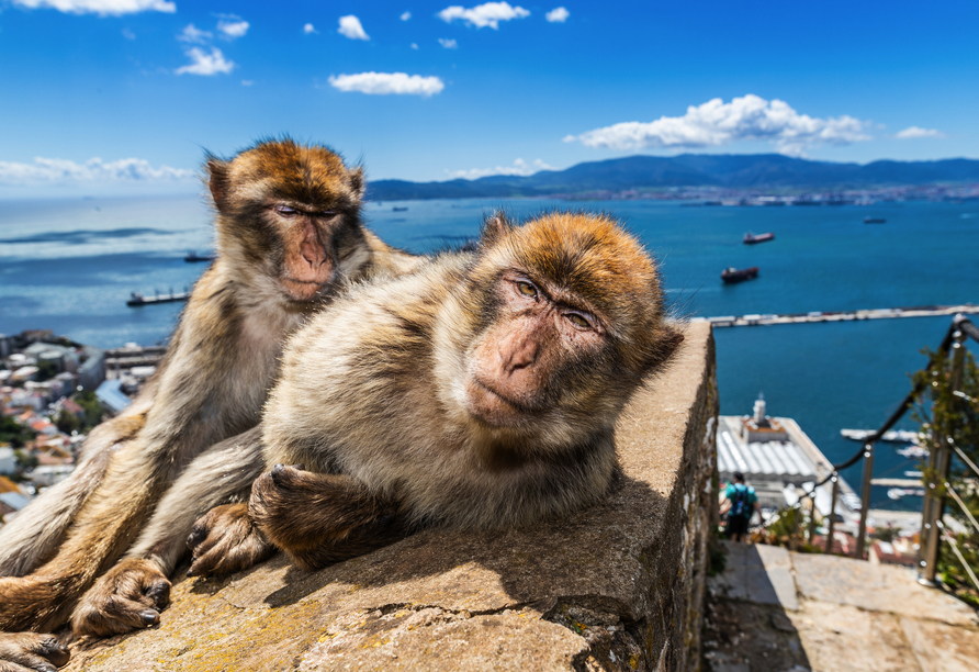 Berberaffen am Felsen von Gibraltar – frech, fotogen und faszinierend.