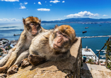 Berberaffen am Felsen von Gibraltar – frech, fotogen und faszinierend.