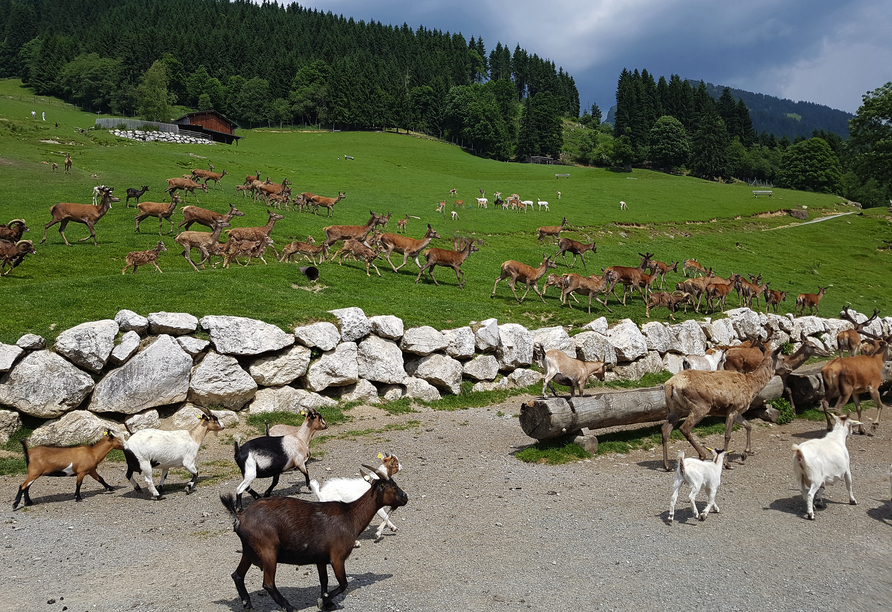 Besuchen Sie den Wildpark Aurach und begegnen Sie heimischen Wildtieren aus nächster Nähe.