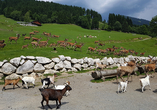 Besuchen Sie den Wildpark Aurach und begegnen Sie heimischen Wildtieren aus nächster Nähe.