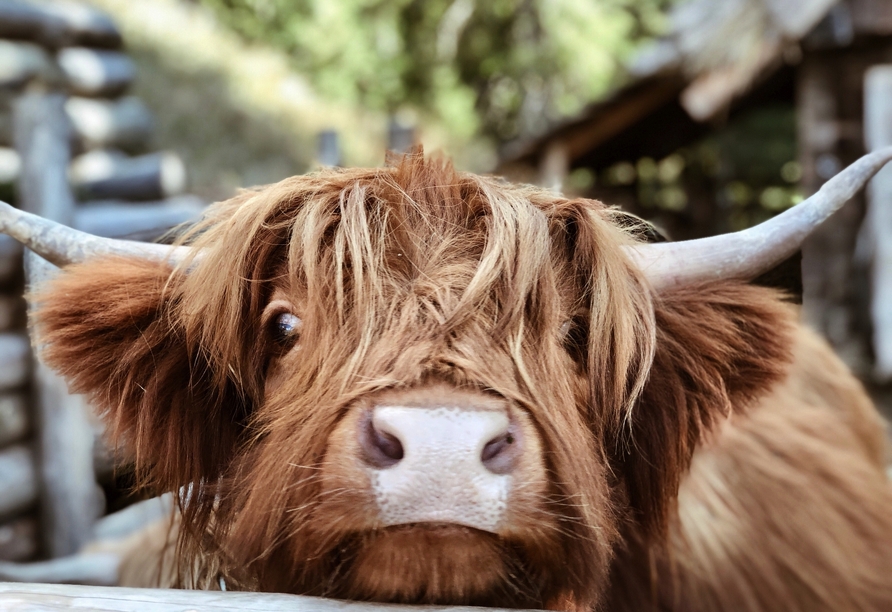 Freundschaft mit den ikonischen Highland-Rindern schließen Sie optional auf Ihrer Rundreise 2026.