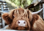 Freundschaft mit den ikonischen Highland-Rindern schließen Sie optional auf Ihrer Rundreise 2026.