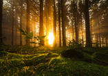 Der Thüringer Wald lädt zu erholsamen Momenten in die Natur ein.
