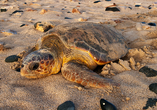 Mit etwas Glück begegnen Sie der Meeresschildkröte Caretta caretta, deren Lebensraum der Iztuzu Strand ist.