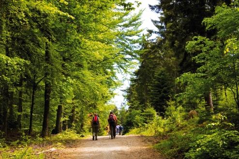Für Wanderlustige ist der Schwarzwald die ideale Urlaubsregion.