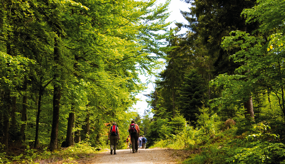 Für Wanderlustige ist der Schwarzwald die ideale Urlaubsregion.