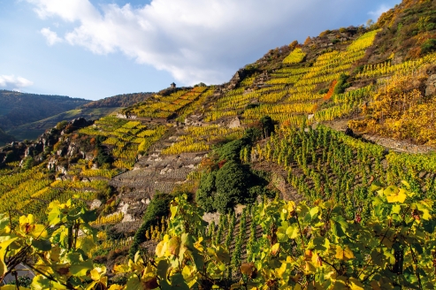 Der Rotweinwanderweg verbindet mehrere Weinorte im Ahrtal miteinander.