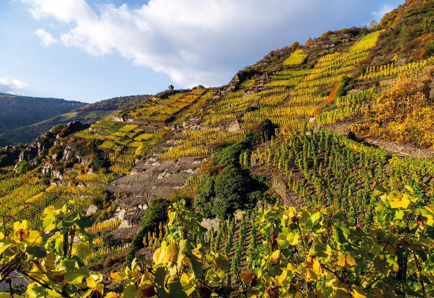Der Rotweinwanderweg verbindet mehrere Weinorte im Ahrtal miteinander.