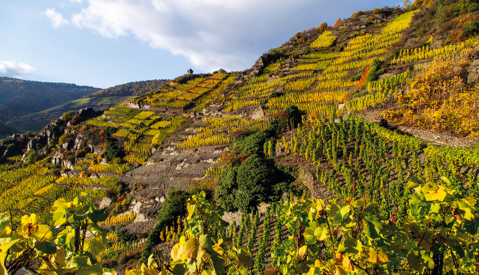 Der Rotweinwanderweg verbindet mehrere Weinorte im Ahrtal miteinander.