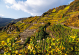 Der Rotweinwanderweg verbindet mehrere Weinorte im Ahrtal miteinander.