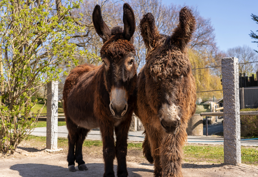 Die freundlichen Esel sind ein Highlight für Groß und Klein im Tierpark Falkenstein.