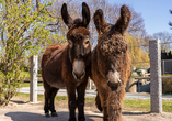 Die freundlichen Esel sind ein Highlight für Groß und Klein im Tierpark Falkenstein.
