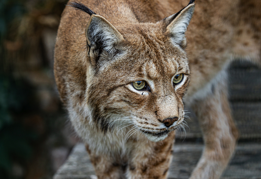 Beobachten Sie den majestätischen Luchs mit seinen markanten Ohren im Tierpark Falkenstein.