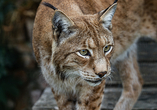 Beobachten Sie den majestätischen Luchs mit seinen markanten Ohren im Tierpark Falkenstein.