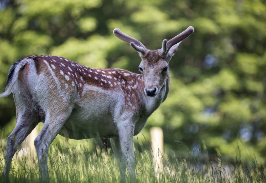 Der Wildpark Johannismühle bietet heimischen Tieren ein naturnahes Zuhause.