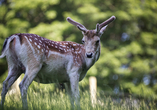 Der Wildpark Johannismühle bietet heimischen Tieren ein naturnahes Zuhause.