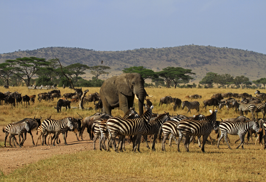 Spüren Sie die Wildnis Afrikas, wenn Zebras und Gnus die Savanne durchqueren und Elefanten majestätisch vorbeiziehen.