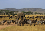 Spüren Sie die Wildnis Afrikas, wenn Zebras und Gnus die Savanne durchqueren und Elefanten majestätisch vorbeiziehen.