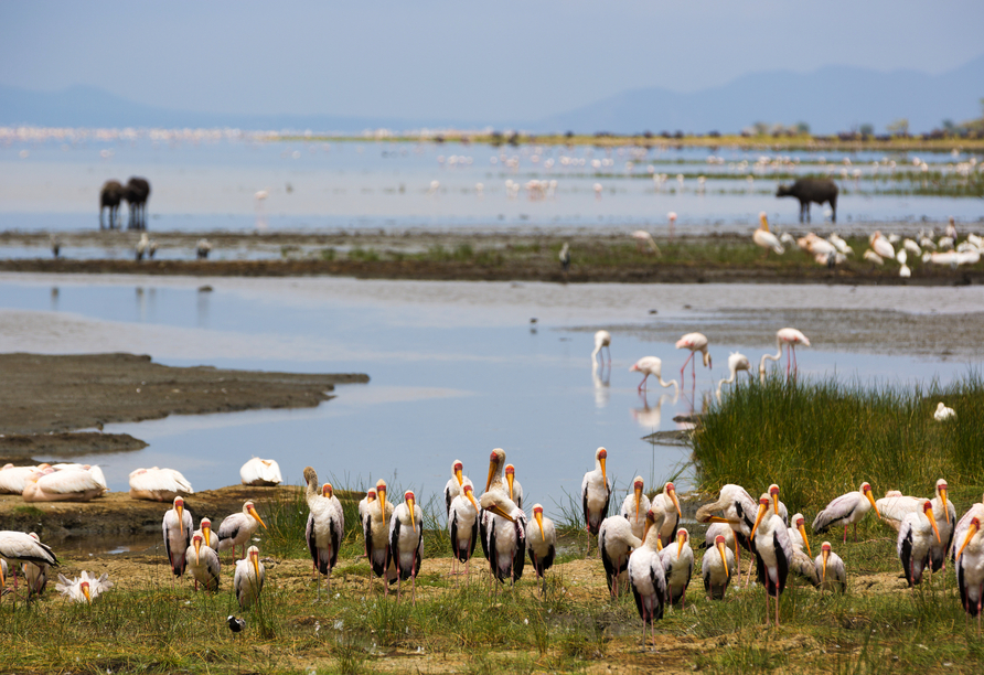 Sie treffen auf eine beeindruckende Artenvielfalt im Lake Manyara Nationalpark – von Flamingos bis zu Elefanten in freier Wildbahn.