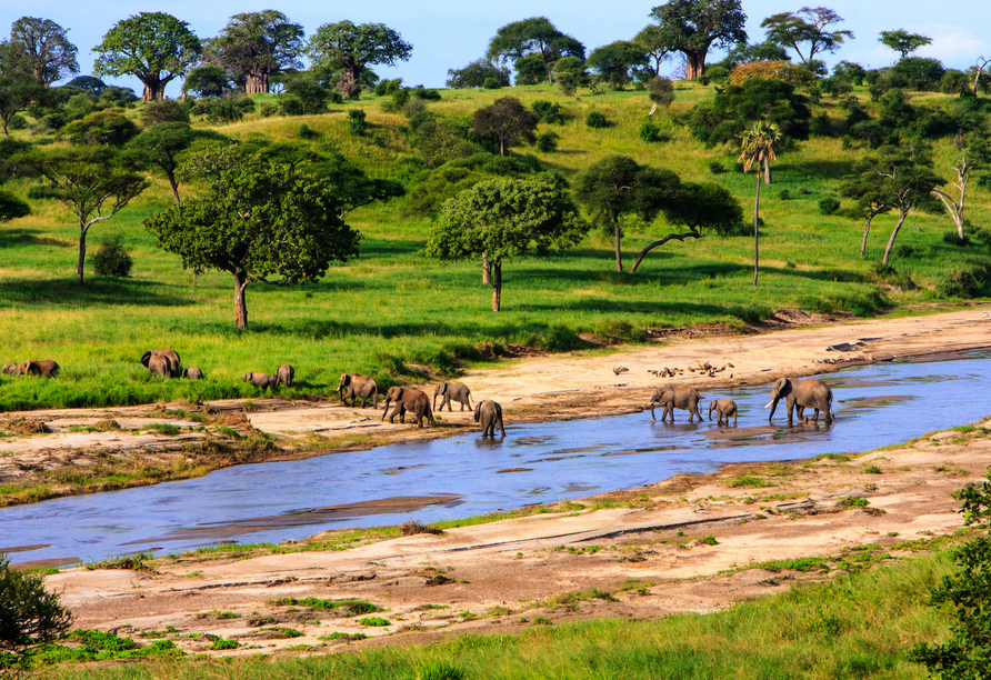 In der Serengeti haben Sie gute Chancen, Elefantenherden zu sehen, die sich am Fluss sammeln und dann weiterziehen.