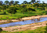 In der Serengeti haben Sie gute Chancen, Elefantenherden zu sehen, die sich am Fluss sammeln und dann weiterziehen.