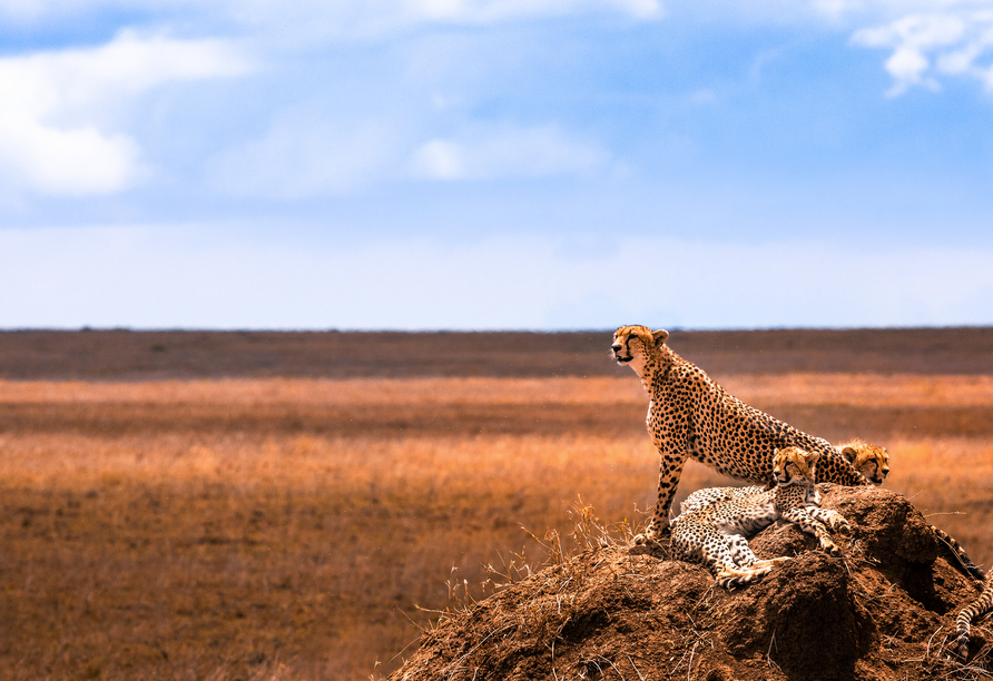 Halten Sie den Atem an, wenn Sie Geparden in der endlosen Weite der Serengeti erspähen.