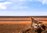 Halten Sie den Atem an, wenn Sie Geparden in der endlosen Weite der Serengeti erspähen.
